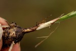 Hypoxis filiformis