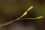Hypoxis filiformis