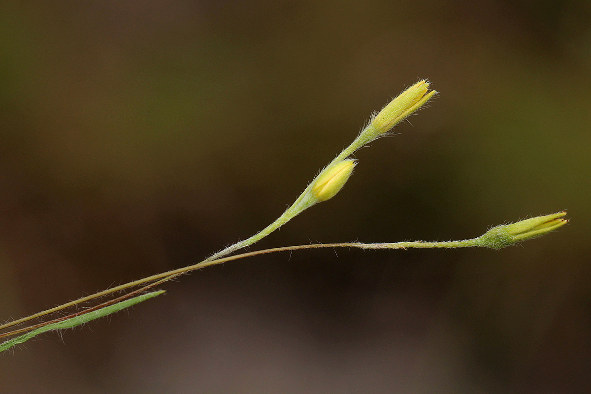 Hypoxis filiformis