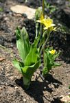 Hypoxis galpinii