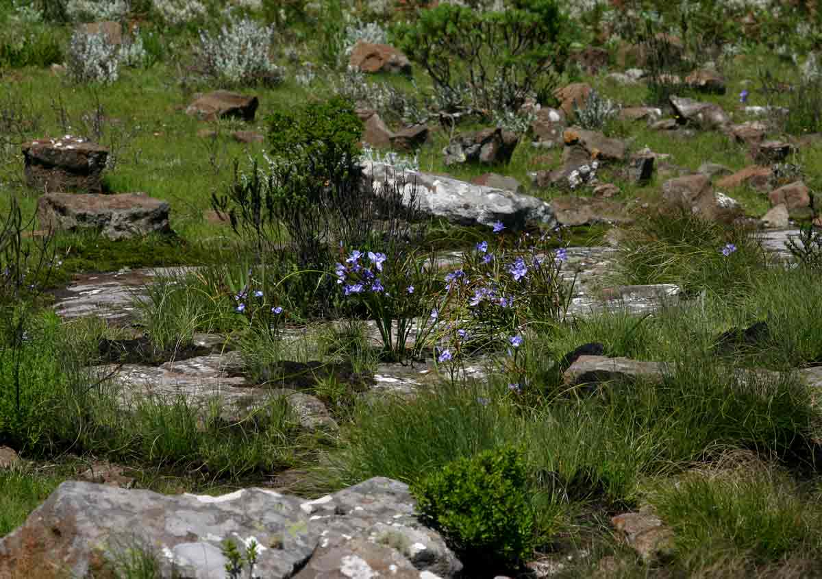 Moraea carsonii
