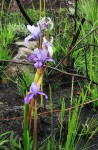 Moraea schimperi