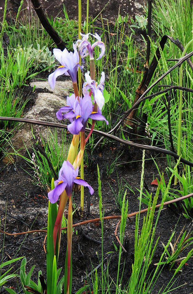 Moraea schimperi