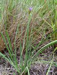 Aristea abyssinica