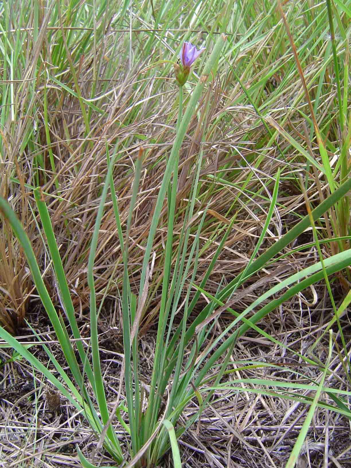 Aristea abyssinica
