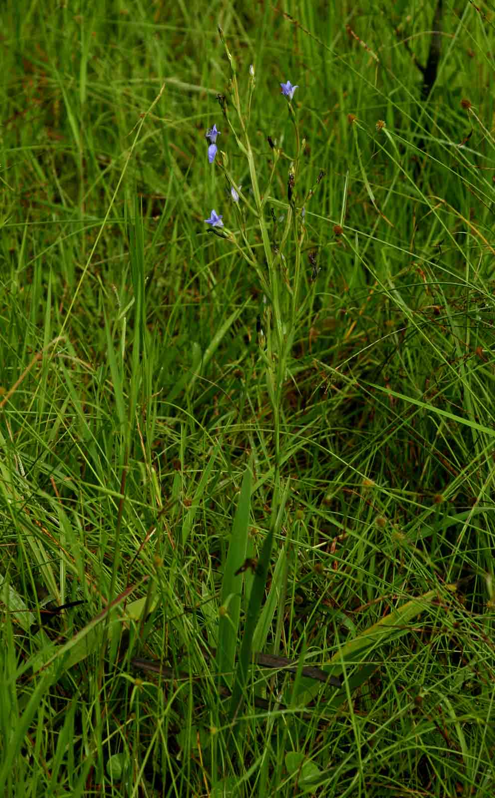 Aristea angolensis