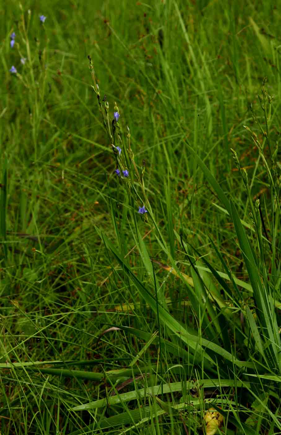 Aristea angolensis