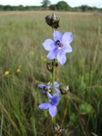 Aristea angolensis