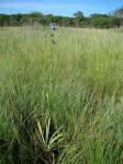 Aristea angolensis