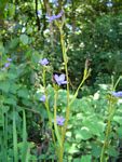 Aristea ecklonii