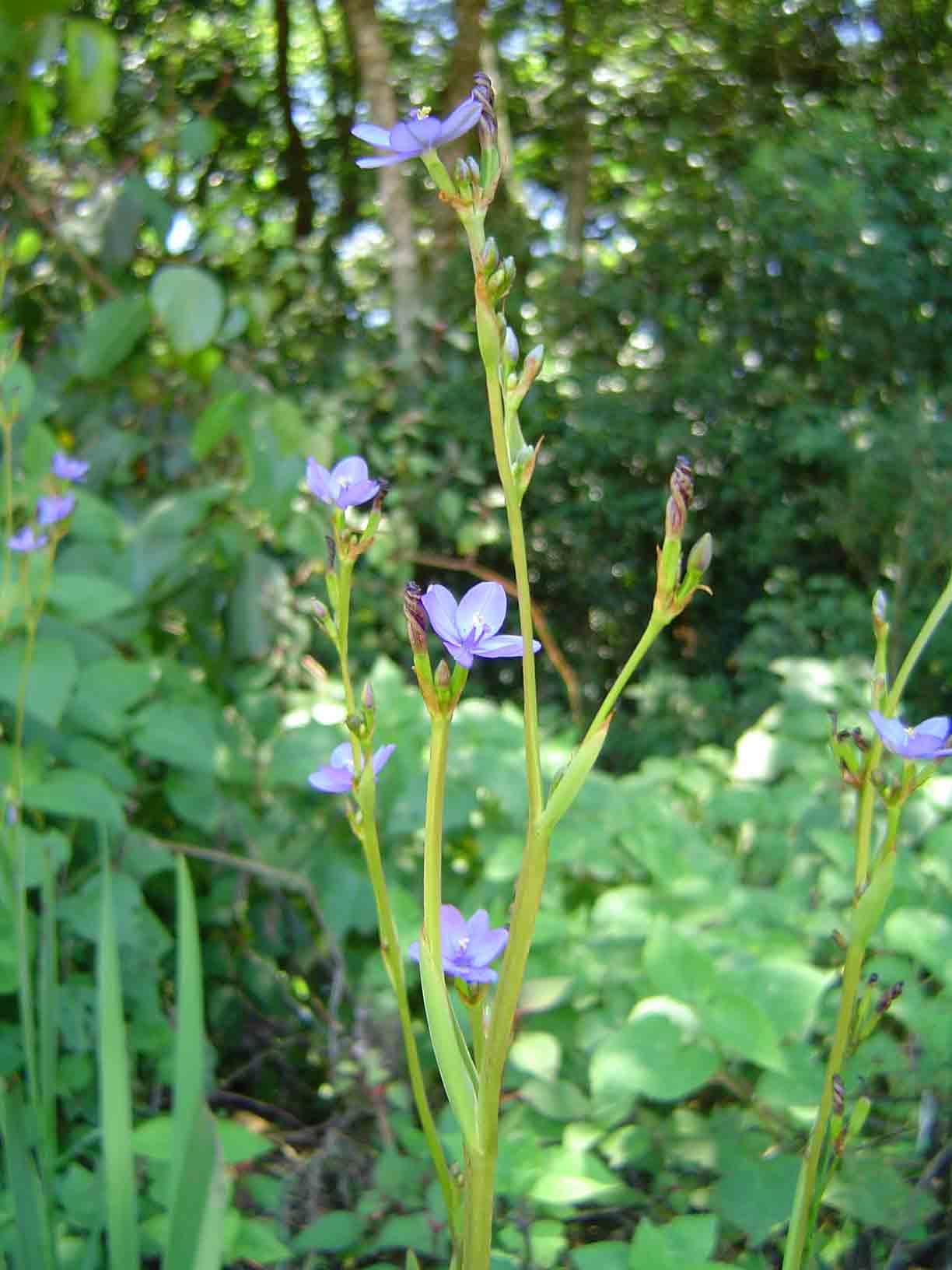Aristea ecklonii