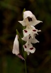 Gladiolus atropurpureus