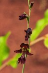 Gladiolus atropurpureus