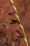 Gladiolus atropurpureus