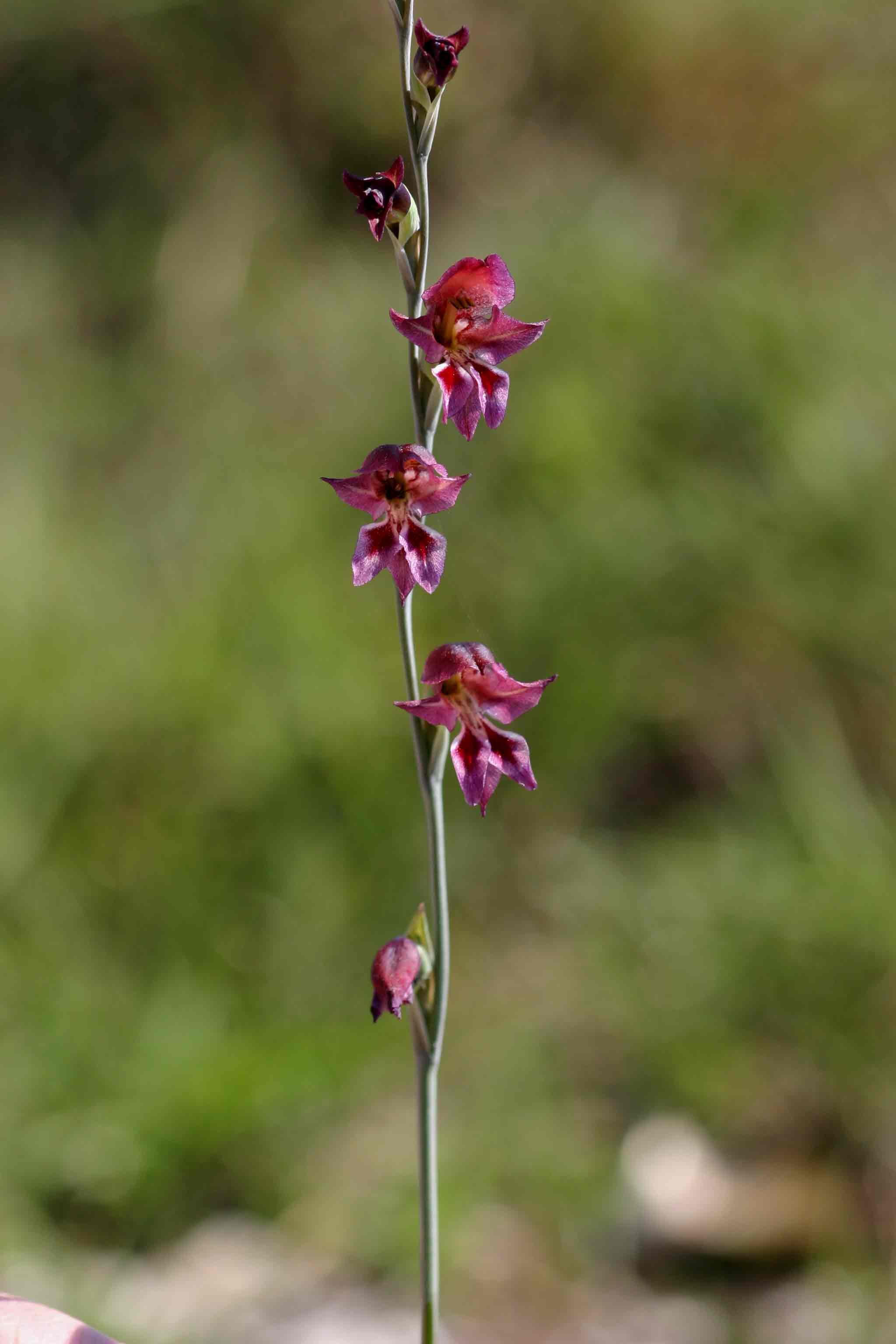 Gladiolus atropurpureus