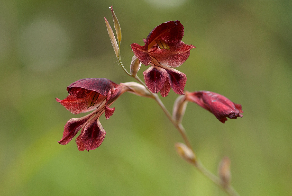 Gladiolus atropurpureus