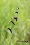 Gladiolus atropurpureus