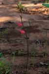 Gladiolus melleri