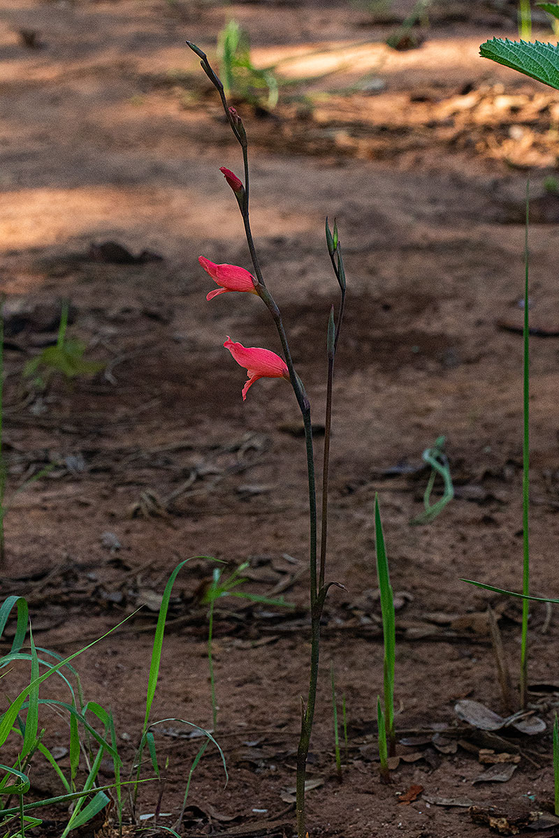 Gladiolus melleri