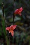 Gladiolus melleri