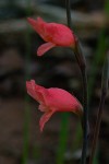 Gladiolus melleri