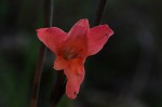 Gladiolus melleri