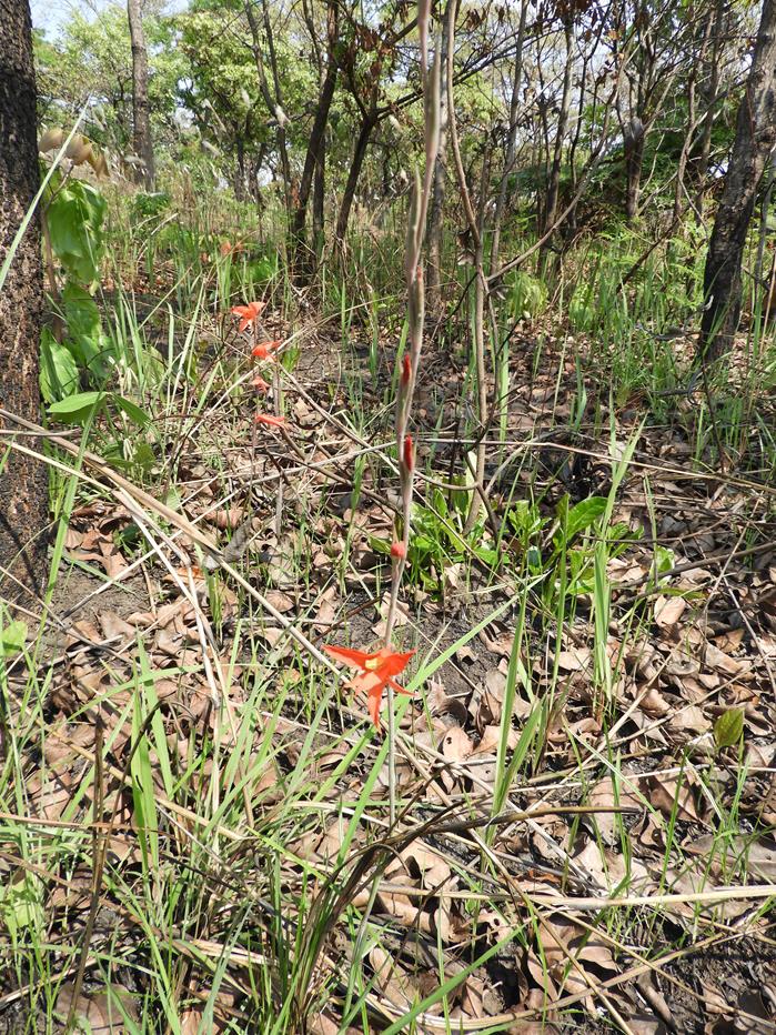 Gladiolus melleri