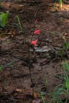 Gladiolus melleri