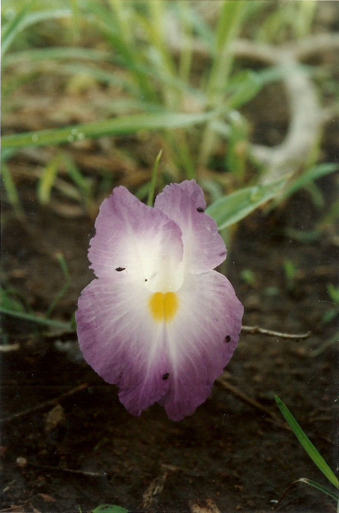 Siphonochilus aethiopicus