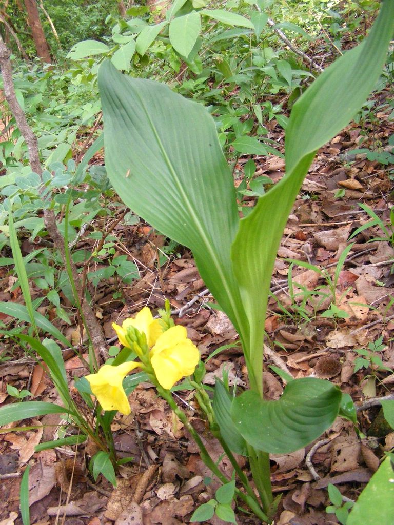 Siphonochilus kirkii - yellow-flowered form Siphonochilus kirkii - yellow-flowered form