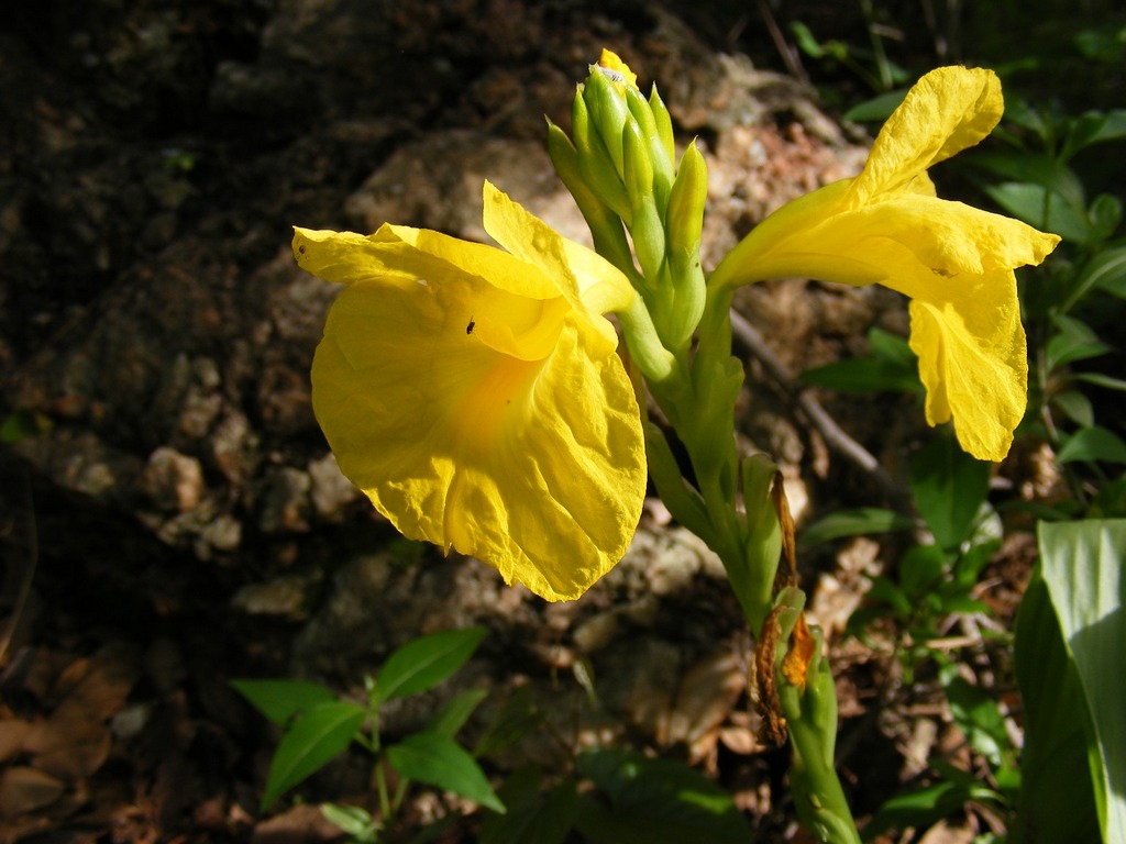 Siphonochilus kirkii - yellow-flowered form Siphonochilus kirkii - yellow-flowered form