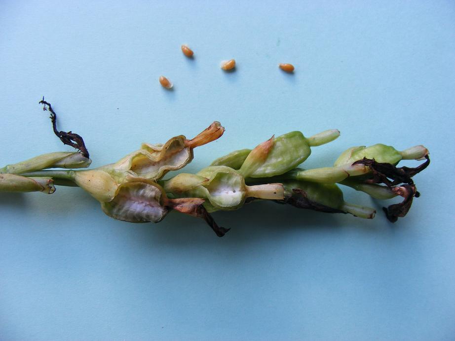 Siphonochilus kirkii - yellow-flowered form