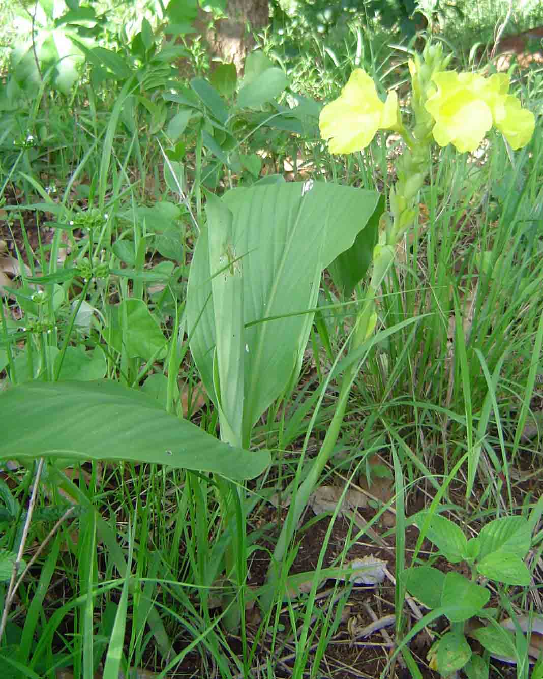Siphonochilus kirkii - yellow-flowered form Siphonochilus kirkii - yellow-flowered form