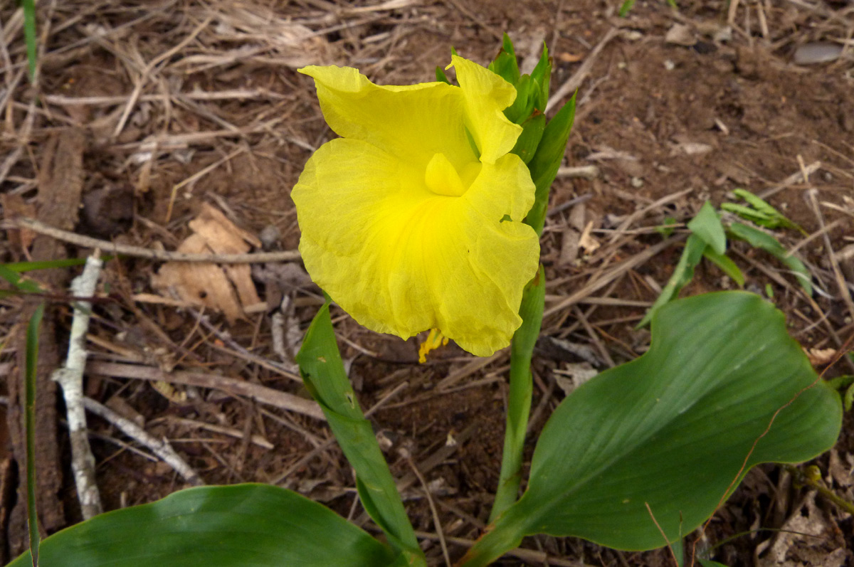 Siphonochilus kirkii - yellow-flowered form