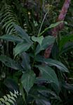 Costus afer