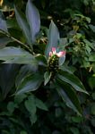 Costus afer