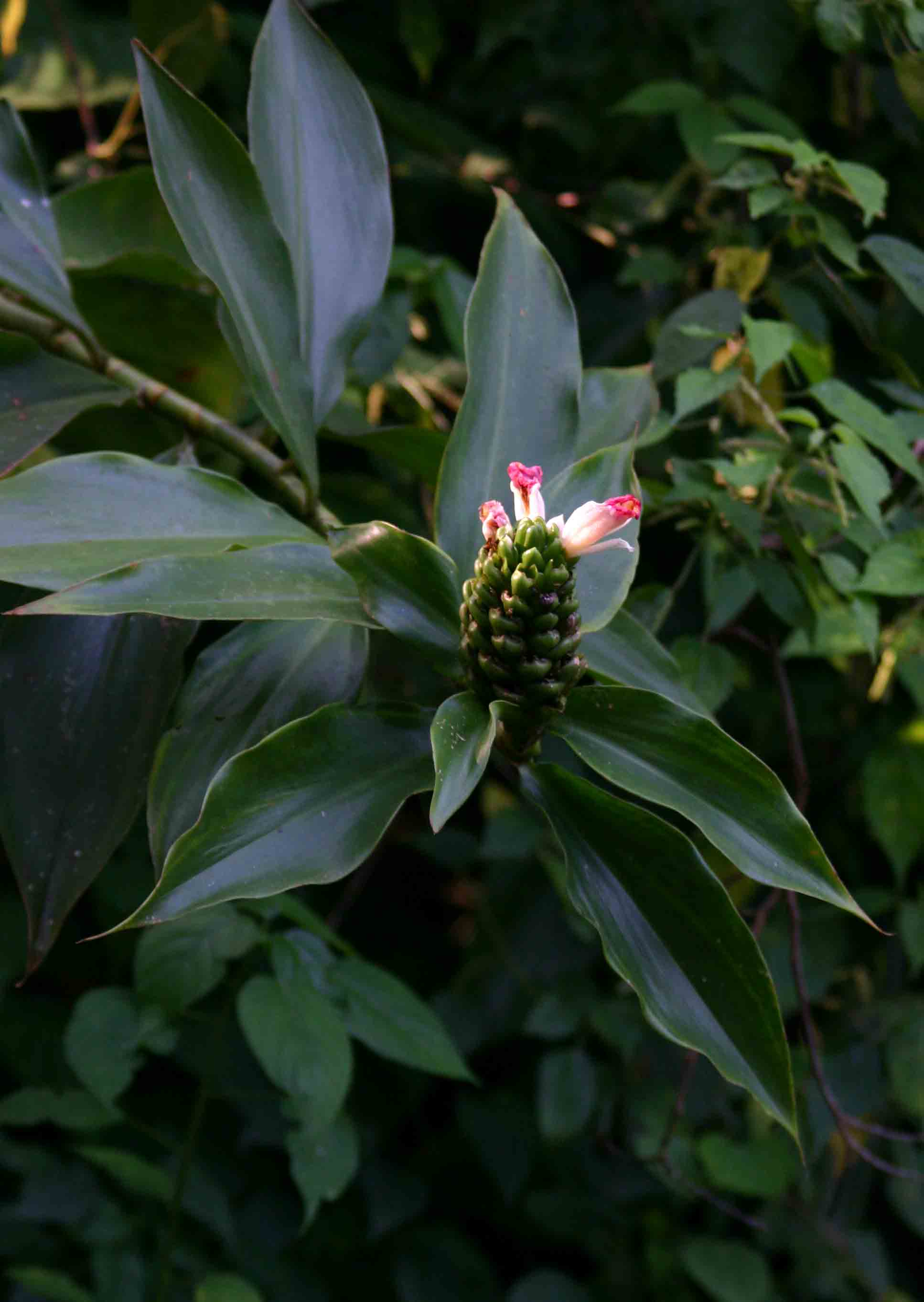 Costus afer