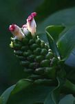 Costus afer