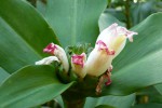 Costus afer