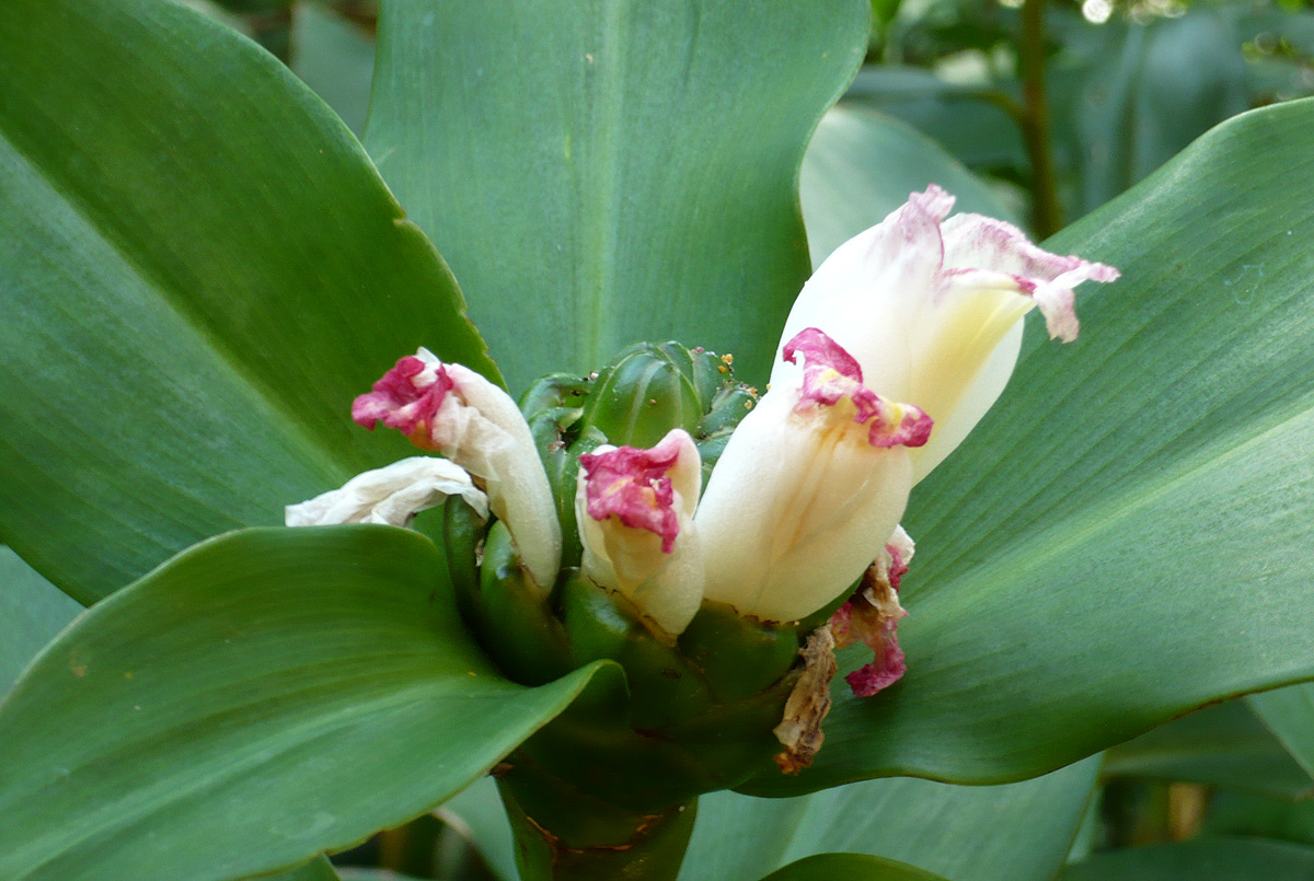 Costus afer