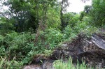 Costus afer
