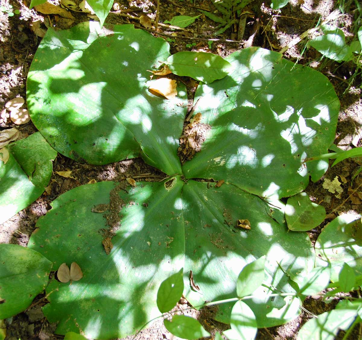 Costus spectabilis