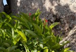 Canna indica
