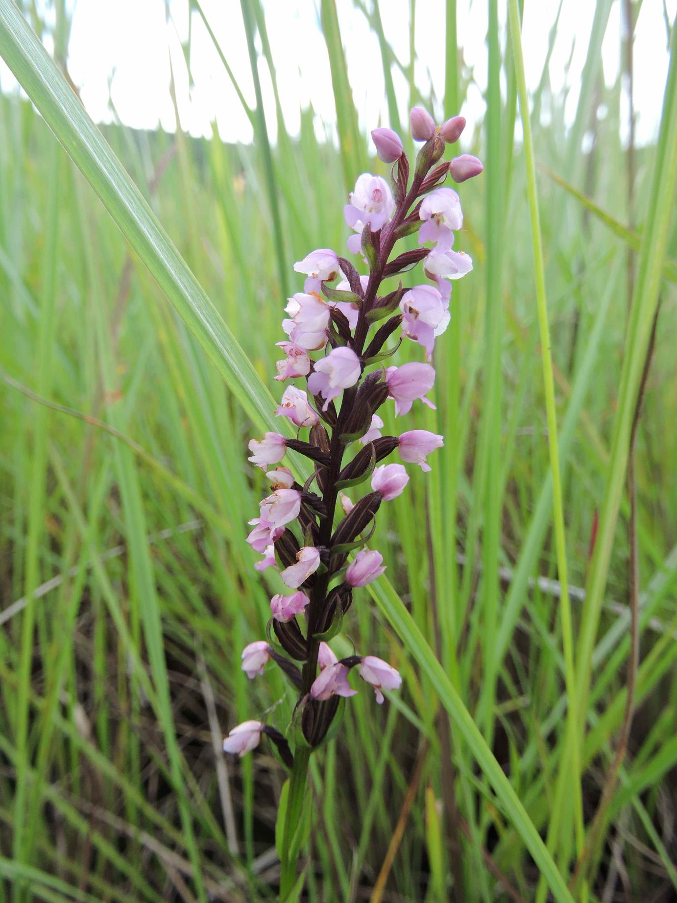 Brachycorythis buchananii