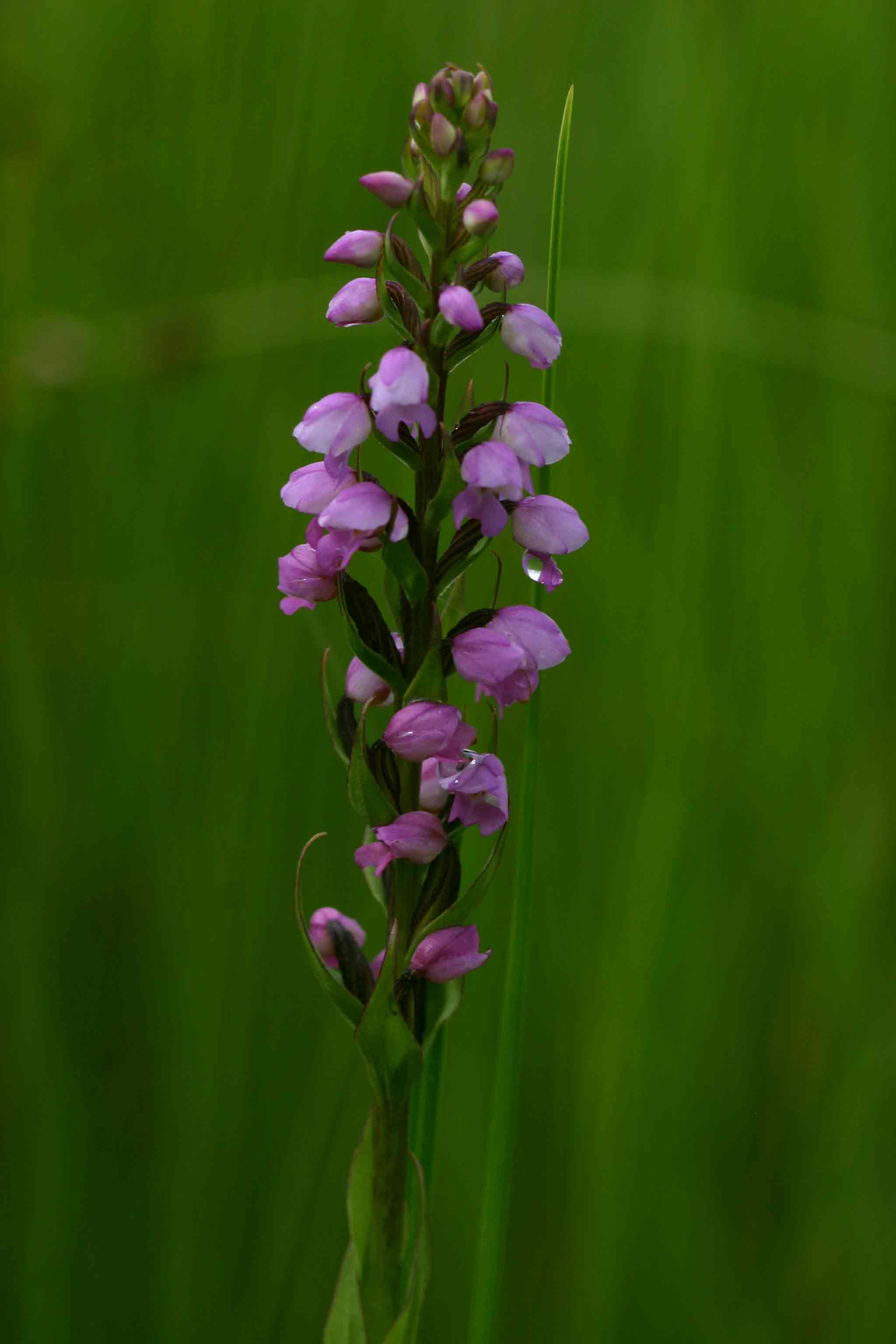 Brachycorythis buchananii