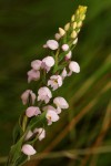 Brachycorythis buchananii