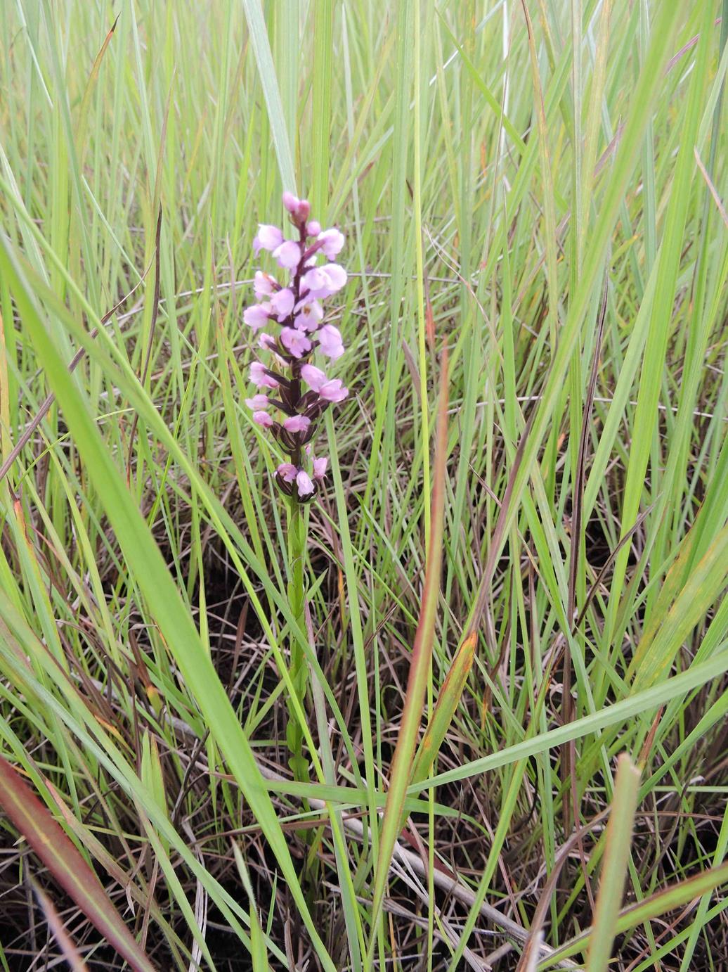 Brachycorythis buchananii