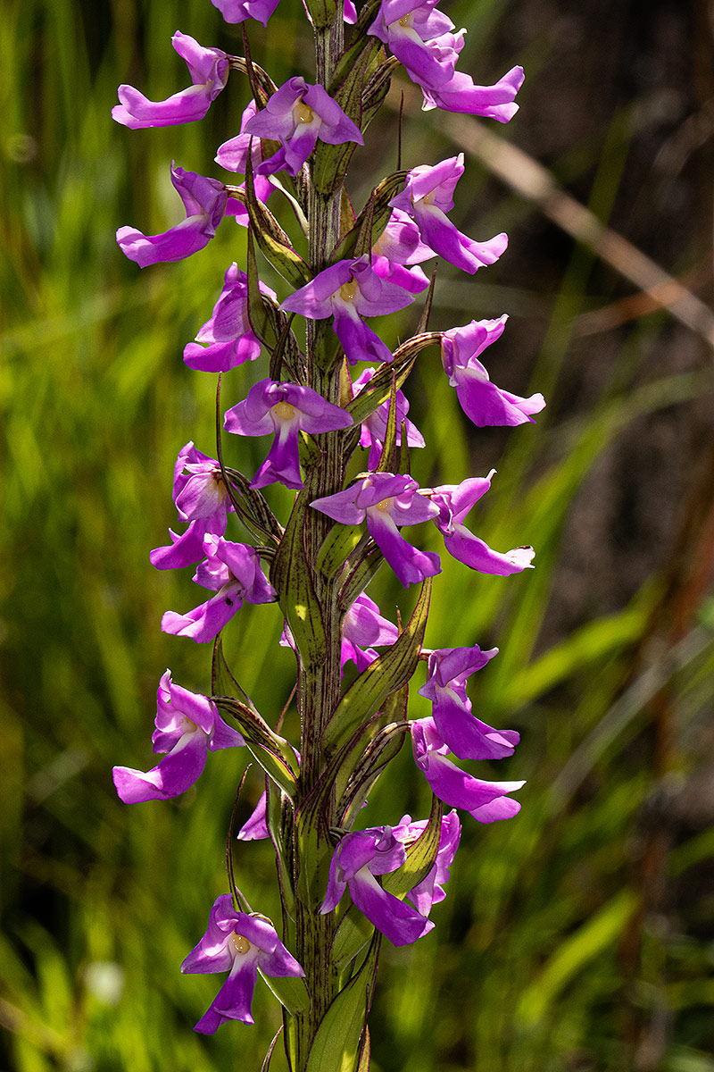 Brachycorythis pleistophylla subsp. pleistophylla
