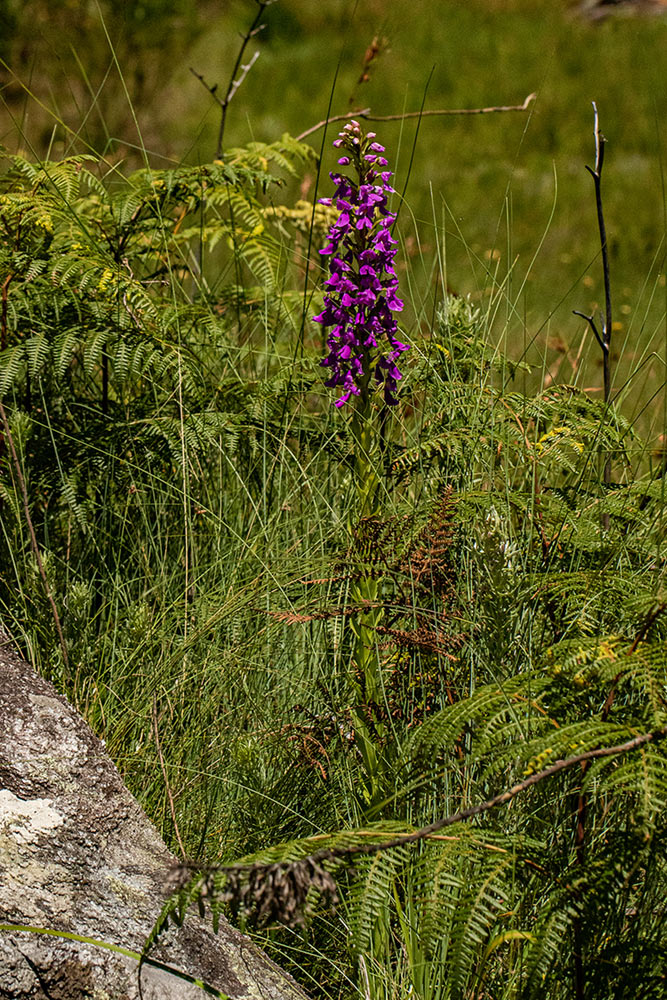 Brachycorythis pleistophylla subsp. pleistophylla Brachycorythis pleistophylla subsp. pleistophylla