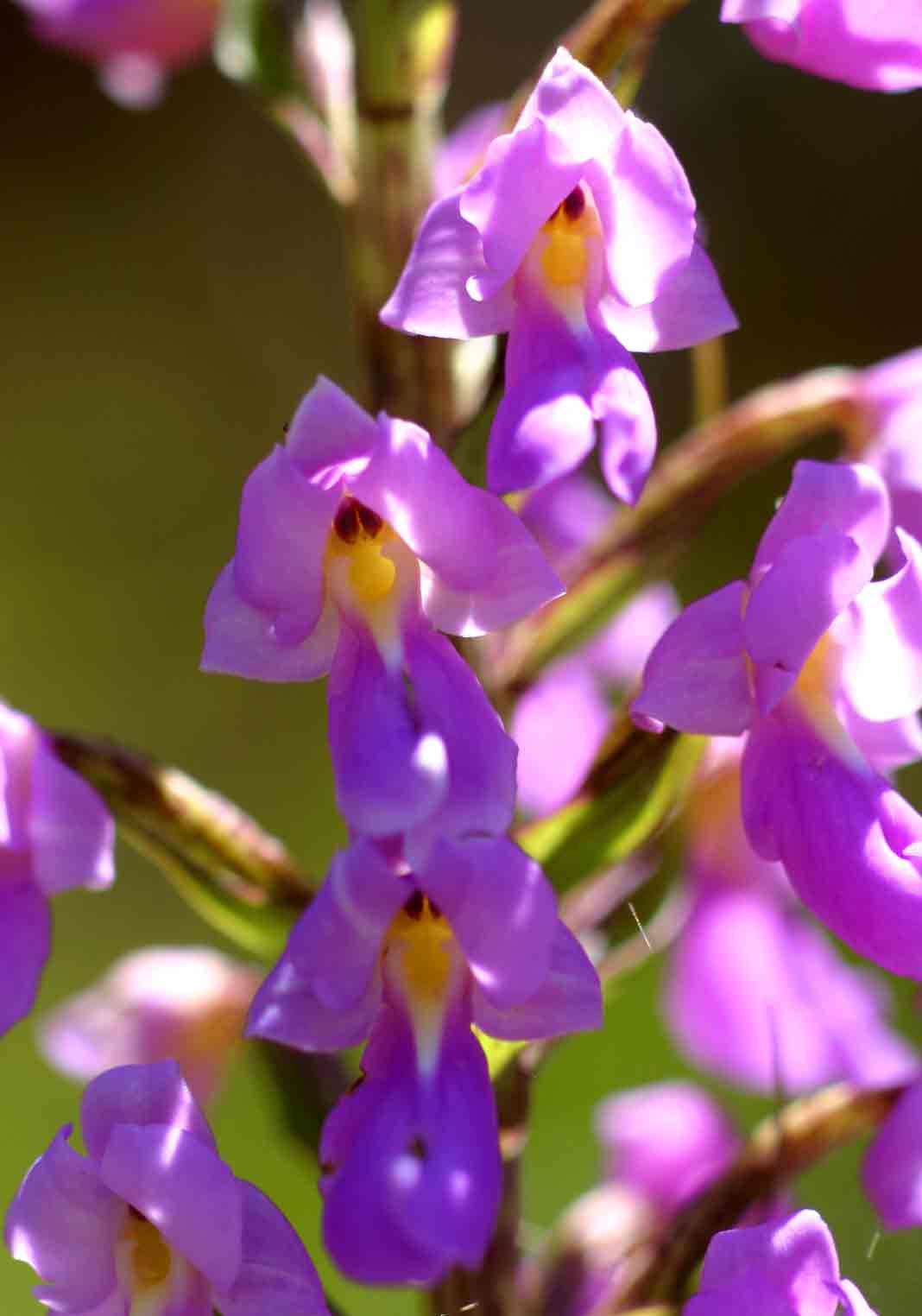 Brachycorythis pleistophylla subsp. pleistophylla Brachycorythis pleistophylla subsp. pleistophylla